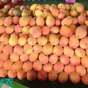 台芒果新鲜水果批发